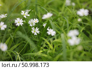 Маленькие белые полевые цветы звездчатки ланцетовидной (Stellaria holostea), цветущие на зеленом травянистом лугу весной. Нежный цветочный фон. Стоковое фото, фотограф Евгений Ковальский / Фотобанк Лори