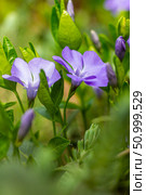 Vinca minor, common names lesser periwinkle or dwarf periwinkle in Botanical Garden. Стоковое фото, фотограф Екатерина Красникова / Фотобанк Лори