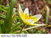 Yellow and White Tulip Tarda blossoming in garden on natural background. Стоковое фото, фотограф Екатерина Красникова / Фотобанк Лори