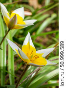 Yellow and White Tulip Tarda blossoming in garden on natural background. Стоковое фото, фотограф Екатерина Красникова / Фотобанк Лори