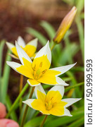 Yellow and White Tulip Tarda blossoming in garden on natural background. Стоковое фото, фотограф Екатерина Красникова / Фотобанк Лори