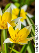 Yellow and White Tulip Tarda blossoming in garden on natural background. Стоковое фото, фотограф Екатерина Красникова / Фотобанк Лори
