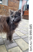 Fluffy gray cat with green eyes standing on the paving stones. His long and slightly disheveled fur gives him a slightly wild look. The cat looks towards the camera with an attentive and wary expression. The background consists of a wooden building and metal structures, indicating an outdoor setting or yard. The overall atmosphere conveys a sense of independence and self-sufficiency of the animal. Стоковое фото, фотограф Анна Кривицкая / Фотобанк Лори