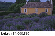 Lavender field blooming near stone farmhouse, golden sunlight casting warm glow over purple flowers and rustic Provencal landscape at sunset. Стоковое AI-видео, аниматор Данил Руденко / Фотобанк Лори