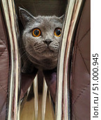 A plush, beautiful grey house cat with big eyes. my favorite pet. background for the design. Стоковое фото, фотограф Алёна Мостович / Фотобанк Лори