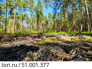 Обгоревшее бревно в сосновом бору. Тюменская область. Стоковое фото, фотограф Александр Тараканов / Фотобанк Лори