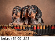 Three cute little marble-colored dachshund puppies are sitting with bandoliers and bandoliers. Стоковое фото, фотограф Светлана Акифьева / Фотобанк Лори