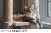 Maine coon cat relaxing on cat tree by window. Стоковое AI-видео, аниматор Юрий Поздников / Фотобанк Лори