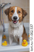 Happy dog enjoying bath time with rubber ducks. Стоковое AI-видео, аниматор Юрий Поздников / Фотобанк Лори