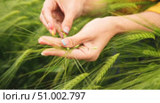 Wheat Barley Inspection Field: Hands examining immature grains for quality control during springtime growth. Стоковое видео, видеограф svetograph / Фотобанк Лори