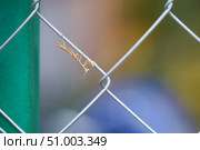 Маленький жёлтый богомол на проволоке сетки-рабицы. Стоковое фото, фотограф Дмитрий Кравченко / Фотобанк Лори