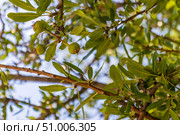 The photograph shows a young pear tree (Pyrus communis) in sunny weather. A few unripe pear fruits hang from thin branches surrounded by bright green oblong leaves. The light gently penetrates the foliage, creating a play of shadows and highlights against the depth of the frame, where the greenery is slightly blurred. The fruits are still small and covered with a characteristic light fluff, with hints of green and a slight reddish blush. The atmosphere of the photo conveys the feeling of a warm summer day in an orchard. Стоковое фото, фотограф Анастасия Мерчик / Фотобанк Лори