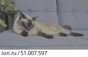 Siamese cat resting on gray couch near green indoor plant. Стоковое видео, видеограф Tatiana Malinsky / Фотобанк Лори