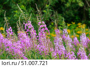Кипрей, Иван-чай (Epilobium angustifolium) Стоковое фото, фотограф Виктория Панченко / Фотобанк Лори