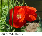 Яркий красный мак. Мак (лат. Papaver) — род травянистых растений семейства Маковые (Papaveraceae) Стоковое фото, фотограф Сергей Елизарьев / Фотобанк Лори