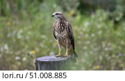 Канюк (Buteo buteo) сидящий на пне. Природа Сибири и Алтая. Птицы Алтая. Алтайский край, Россия. Стоковое фото, фотограф Максим Бжитских / Фотобанк Лори