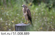 Канюк (Buteo buteo) сидящий на пне. Природа Сибири и Алтая. Птицы Алтая. Алтайский край, Россия. Стоковое фото, фотограф Максим Бжитских / Фотобанк Лори