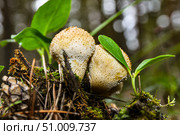 Гриб - Дождевик шиповатый (Lycoperdon perlatum) в хвойном лесу. Тюменская область. Стоковое фото, фотограф Александр Тараканов / Фотобанк Лори