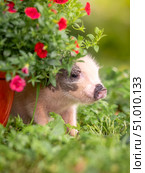 Small gray piglet minipig in the garden next to flowers. Стоковое фото, фотограф Дина Дамоцева / Фотобанк Лори