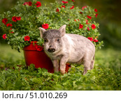 Small gray piglet minipig in the garden next to flowers. Стоковое фото, фотограф Дина Дамоцева / Фотобанк Лори