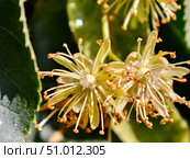 Macro photo of linden or basswood or lime-tree branch blooming with yellow flowers. Linden blossom. Стоковое фото, фотограф Сергей Пристяжнюк (Serg Zastavkin) / Фотобанк Лори
