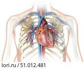 Human heart with vessels, bronchial tree and cut rib cage. Стоковое фото, фотограф Leonello Calvetti/Stocktrek Images / ТАСС / Фотобанк Лори