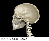 Human skull mid sagittal cross-section, side view, black background. Стоковое фото, фотограф Leonello Calvetti/Stocktrek Images / ТАСС / Фотобанк Лори