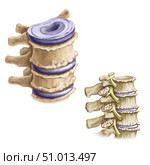 Osteoarthritic spurs on vertebral column. Стоковое фото, фотограф Elise Walmsley-MacWha/Stocktrek Images / ТАСС / Фотобанк Лори