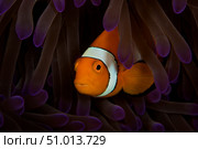False Ocellaris Clownfish in its host anemone, Papua New Guinea. Стоковое фото, фотограф Terry Moore/Stocktrek Images / ТАСС / Фотобанк Лори