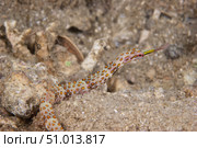 Scribbled Pipefish on a pink sponge, Papua New Guinea. Стоковое фото, фотограф Terry Moore/Stocktrek Images / ТАСС / Фотобанк Лори