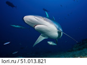 A large silvertip shark, Fiji. Стоковое фото, фотограф Terry Moore/Stocktrek Images / ТАСС / Фотобанк Лори