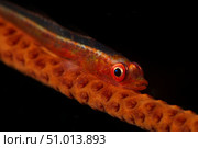 Red goby sitting motionless on whip coral, Fiji. Стоковое фото, фотограф Terry Moore/Stocktrek Images / ТАСС / Фотобанк Лори
