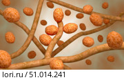Conceptual biomedical illustration of tinea cruris, also known as jock itch. Стоковое фото, фотограф Stocktrek Images, Inc. / ТАСС / Фотобанк Лори