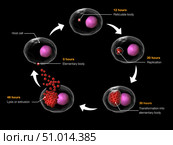 Life cycle of Chlamydia psittaci. Стоковое фото, фотограф Stocktrek Images, Inc. / ТАСС / Фотобанк Лори