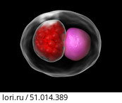Microscopic concept of Chlamydia psittaci. Стоковое фото, фотограф Stocktrek Images, Inc. / ТАСС / Фотобанк Лори