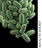 3D illustration of a cluster of barrel-shaped, Clostridium perfringens bacteria. Стоковое фото, фотограф Stocktrek Images, Inc. / ТАСС / Фотобанк Лори