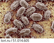 100x magnified SEM of ham mites, Tyrophagus putrescentiae. Стоковое фото, фотограф Stocktrek Images, Inc. / ТАСС / Фотобанк Лори