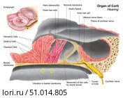 Anatomy of the organ of Corti, part of the cochlea of the inner ear. Стоковое фото, фотограф Stocktrek Images, Inc. / ТАСС / Фотобанк Лори