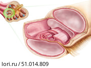 Medical illustration of endolymph in the membranous labyrinth of the inner ear. Стоковое фото, фотограф Stocktrek Images, Inc. / ТАСС / Фотобанк Лори