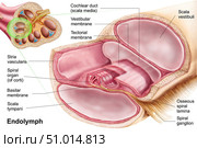Medical illustration of endolymph in the membranous labyrinth of the inner ear. Стоковое фото, фотограф Stocktrek Images, Inc. / ТАСС / Фотобанк Лори