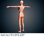 Back view of female body with skeletal system superimposed. Стоковое фото, фотограф Stocktrek Images, Inc. / ТАСС / Фотобанк Лори