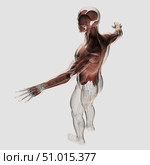 Anatomy of male muscles in upper body, posterior view. Стоковое фото, фотограф Stocktrek Images, Inc. / ТАСС / Фотобанк Лори