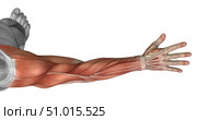 Muscle anatomy of the human arm, posterior view. Стоковое фото, фотограф Stocktrek Images, Inc. / ТАСС / Фотобанк Лори