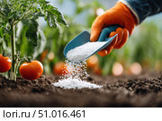 Farmer pours grain fertilizers on the soil. Person applying mineral fertilizer blue granules to green tomato plant. Eco vegetable garden. Agriculture industry, development, economy investment growth. Стоковое AI-изображение, AI-художник Марина Демидюк / Фотобанк Лори