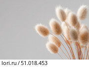 Dry grass close up. Selective focus. Beautiful withered plants on white. Creamy colour dried grass on white. Abstract brown flowers, herbs. Pastel natural colors. Neutral Earth tones. Pampas, seeds. Стоковое AI-изображение, AI-художник Марина Демидюк / Фотобанк Лори