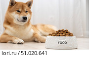 Shiba Inu dog near dog food bowl. Стоковое фото, фотограф Igor Skripachev / Фотобанк Лори
