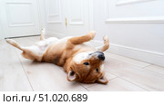 Shiba Inu dog lying funny on the floor. Стоковое фото, фотограф Igor Skripachev / Фотобанк Лори