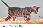 Bengal kitten playing with a toy feather on a stick. Стоковое видео, видеограф Mikhail Davidovich / Фотобанк Лори