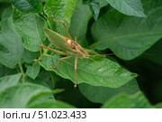 An inconspicuous green grasshopper sits on the leaves of a potato bush. Стоковое фото, фотограф Мария Зубарева / Фотобанк Лори