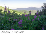 Blooming fireweed in the Northern Ural Mountains. Стоковое фото, фотограф Евгений Харитонов / Фотобанк Лори